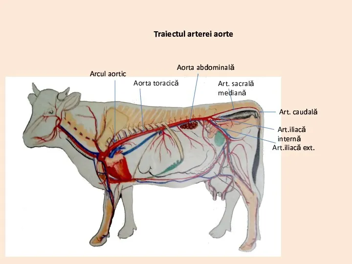 Aorta toracică Arcul aortic Aorta abdominală Art. sacrală mediană Art.