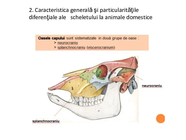 2. Caracteristica generală şi particularităţile diferenţiale ale scheletului la animale domestice