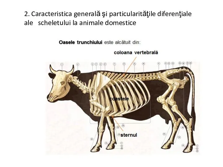 2. Caracteristica generală şi particularităţile diferenţiale ale scheletului la animale domestice