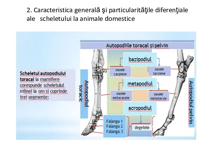 2. Caracteristica generală şi particularităţile diferenţiale ale scheletului la animale domestice