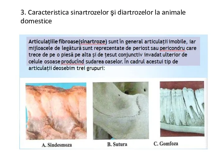 3. Caracteristica sinartrozelor şi diartrozelor la animale domestice