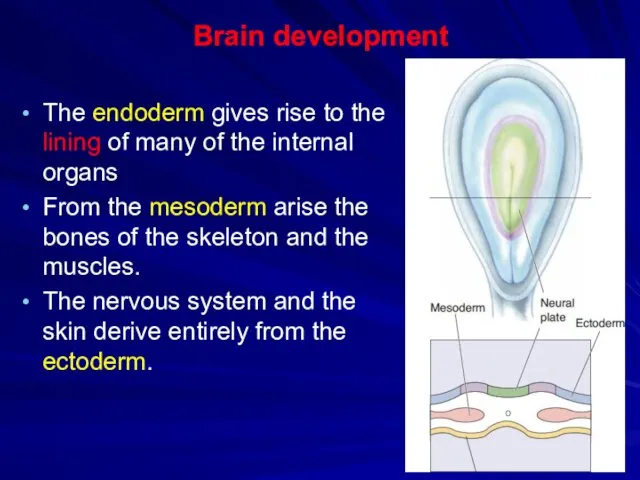 Brain development The endoderm gives rise to the lining of many of the