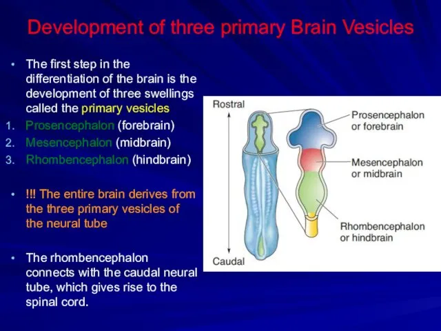 Development of three primary Brain Vesicles The first step in the differentiation of