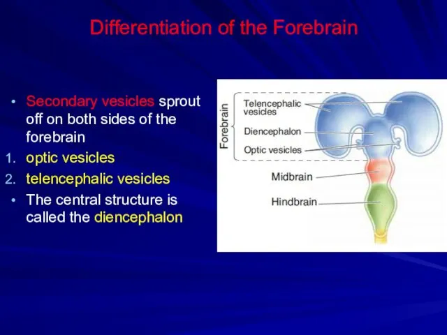 Differentiation of the Forebrain Secondary vesicles sprout off on both sides of the
