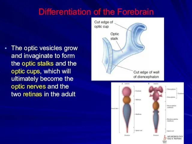 Differentiation of the Forebrain The optic vesicles grow and invaginate to form the