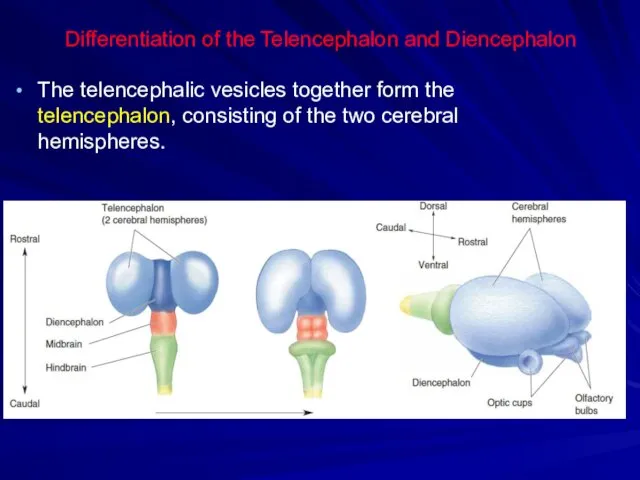 Differentiation of the Telencephalon and Diencephalon The telencephalic vesicles together form the telencephalon,