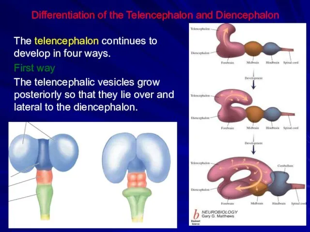 Differentiation of the Telencephalon and Diencephalon The telencephalon continues to develop in four