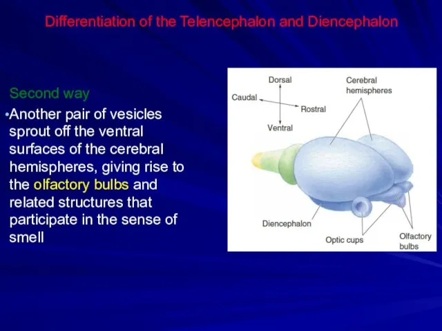 Differentiation of the Telencephalon and Diencephalon Second way Another pair of vesicles sprout