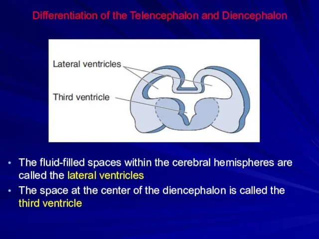 Differentiation of the Telencephalon and Diencephalon The fluid-filled spaces within the cerebral hemispheres