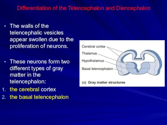 Differentiation of the Telencephalon and Diencephalon The walls of the telencephalic vesicles appear