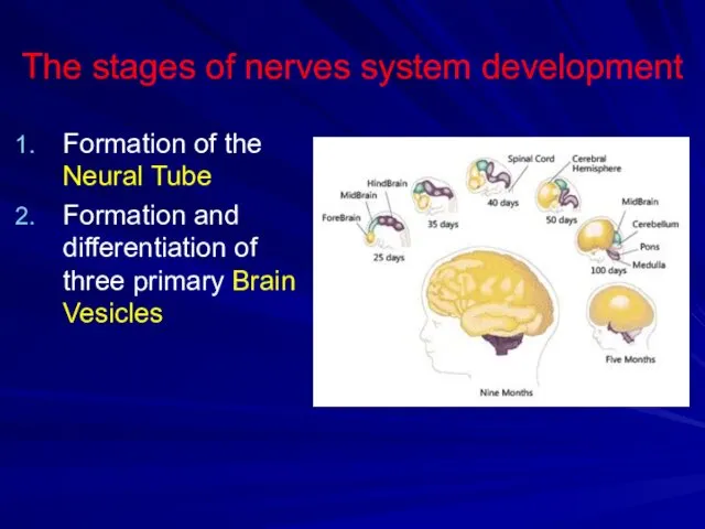 The stages of nerves system development Formation of the Neural Tube Formation and