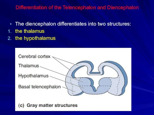 Differentiation of the Telencephalon and Diencephalon The diencephalon differentiates into two structures: the thalamus the hypothalamus