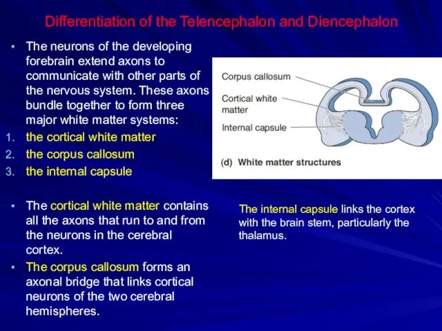 Differentiation of the Telencephalon and Diencephalon The neurons of the developing forebrain extend