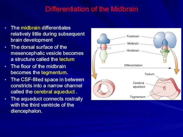 Differentiation of the Midbrain The midbrain differentiates relatively little during subsequent brain development