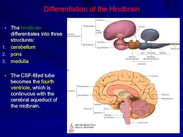 Differentiation of the Hindbrain The hindbrain differentiates into three structures: cerebellum pons medulla
