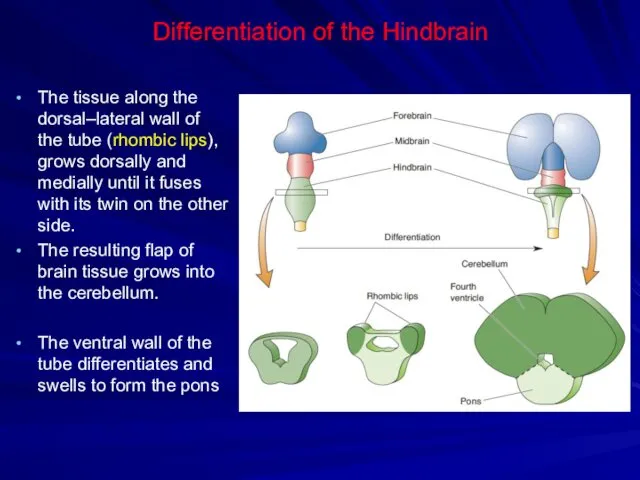 Differentiation of the Hindbrain The tissue along the dorsal–lateral wall of the tube