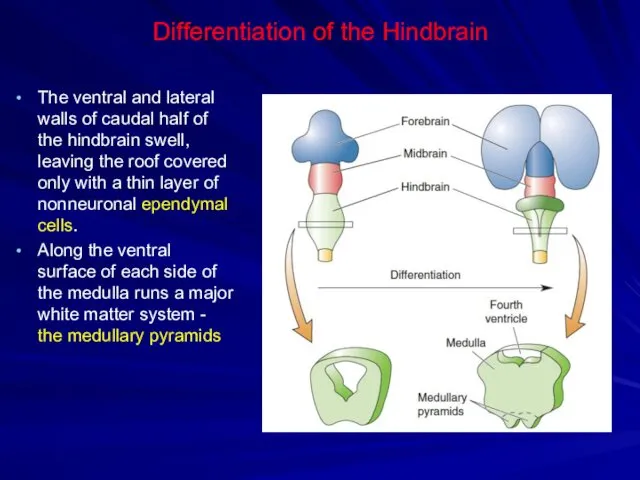 Differentiation of the Hindbrain The ventral and lateral walls of caudal half of
