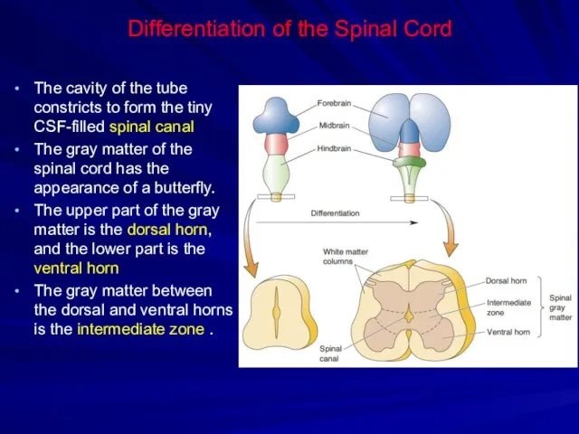 Differentiation of the Spinal Cord The cavity of the tube constricts to form
