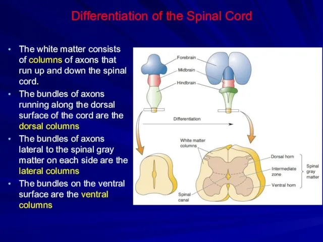 Differentiation of the Spinal Cord The white matter consists of columns of axons