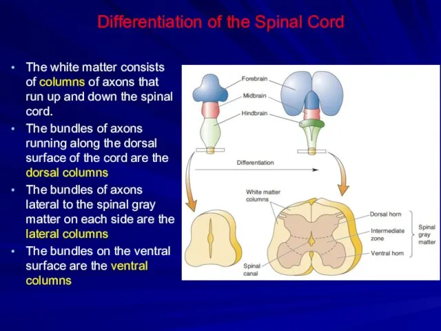 Differentiation of the Spinal Cord The white matter consists of