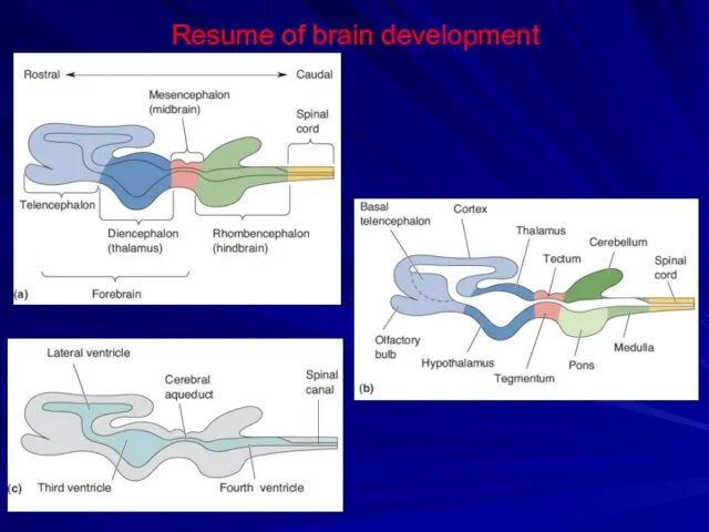Resume of brain development