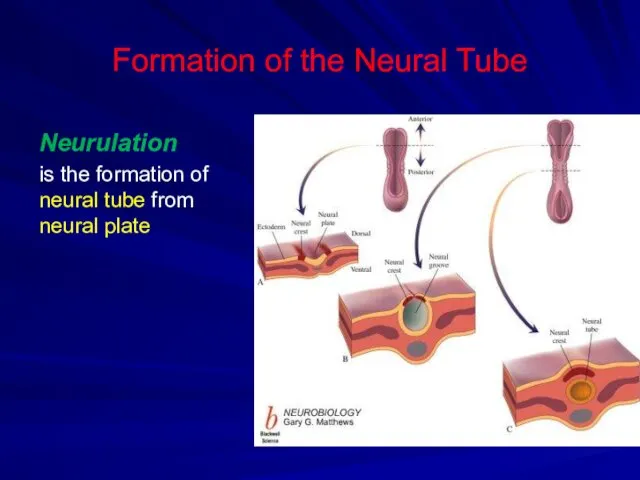 Formation of the Neural Tube Neurulation is the formation of neural tube from neural plate