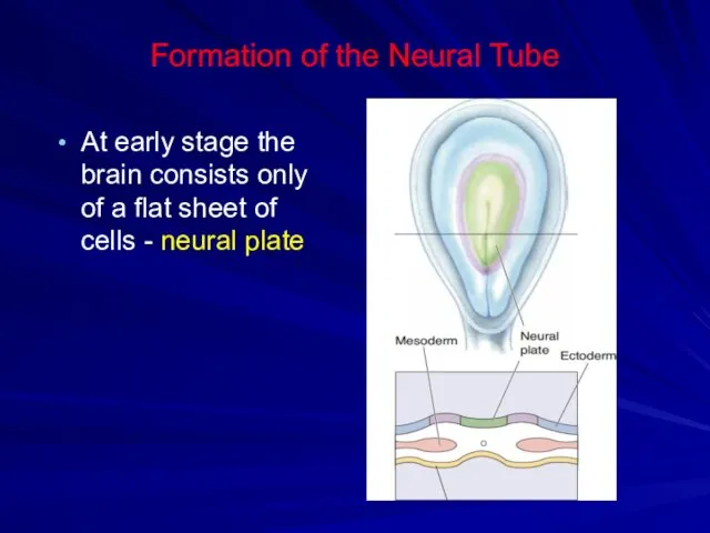 Formation of the Neural Tube At early stage the brain consists only of