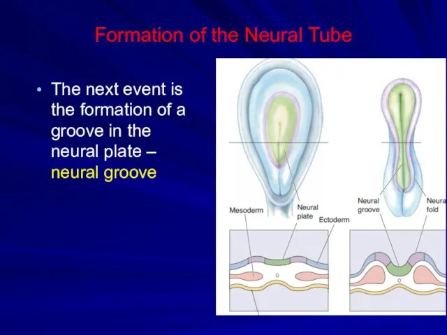Formation of the Neural Tube The next event is the formation of a