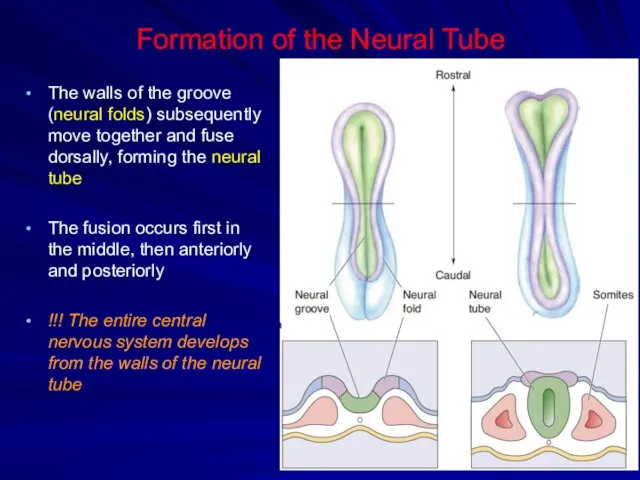 Formation of the Neural Tube The walls of the groove (neural folds) subsequently