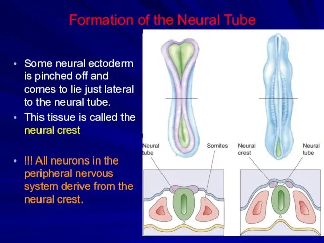 Formation of the Neural Tube Some neural ectoderm is pinched off and comes