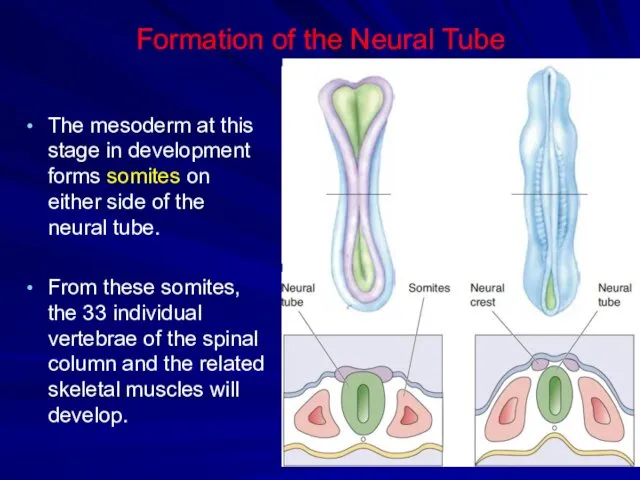 Formation of the Neural Tube The mesoderm at this stage in development forms