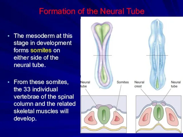 Formation of the Neural Tube The mesoderm at this stage