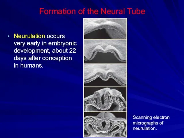 Formation of the Neural Tube Neurulation occurs very early in embryonic development, about