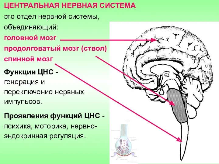 ЦЕНТРАЛЬНАЯ НЕРВНАЯ СИСТЕМА это отдел нервной системы, объединяющий: головной мозг продолговатый мозг (ствол)