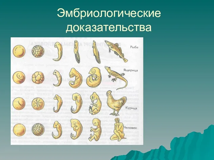 Эмбриологические доказательства