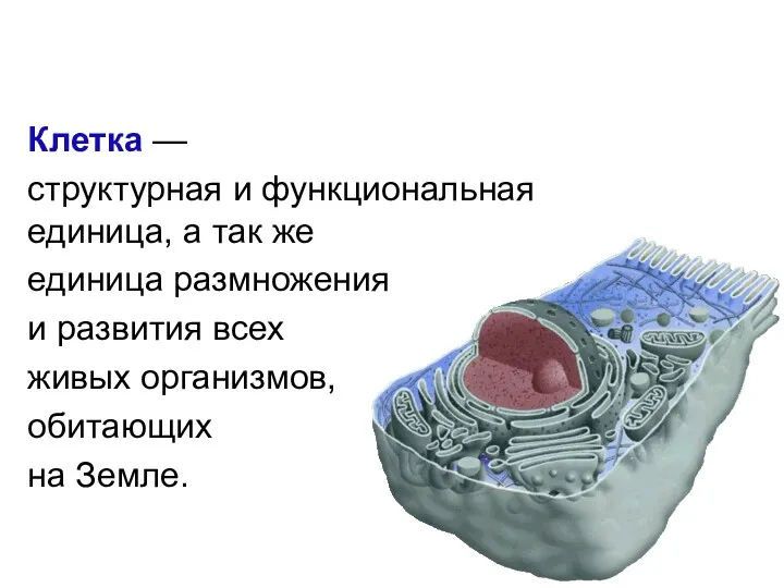 Уровни организации Клетка — структурная и функциональная единица, а так