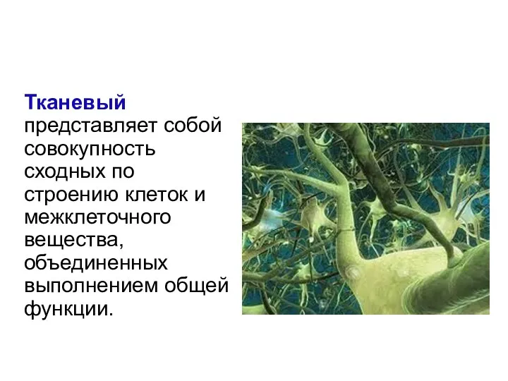 Уровни организации Тканевый представляет собой совокупность сходных по строению клеток