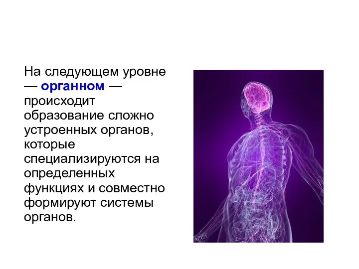 На следующем уровне — органном — происходит образование сложно устроенных