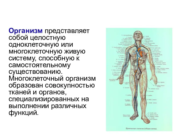 Организм представляет собой целостную одноклеточную или многоклеточную живую систему, способную