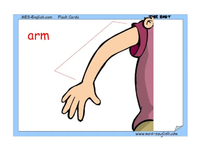 arm