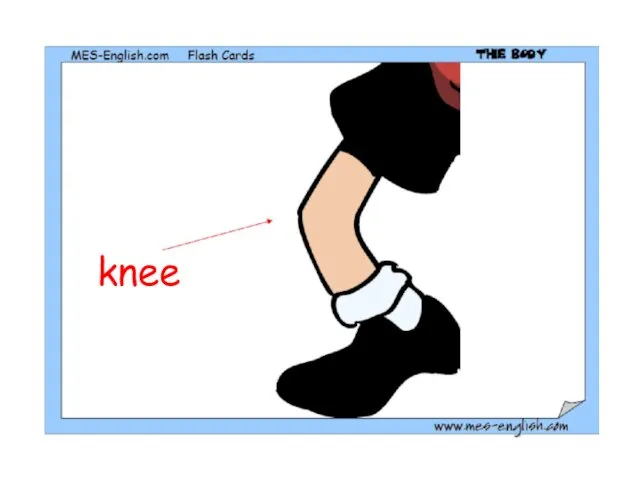 knee