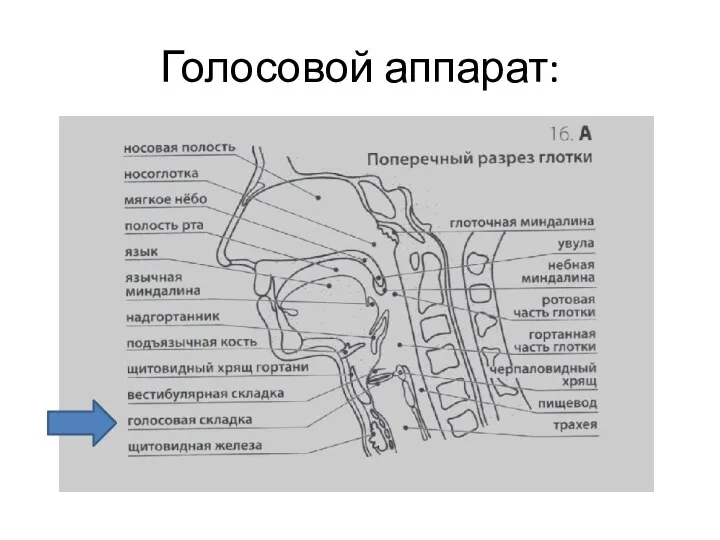 Голосовой аппарат: