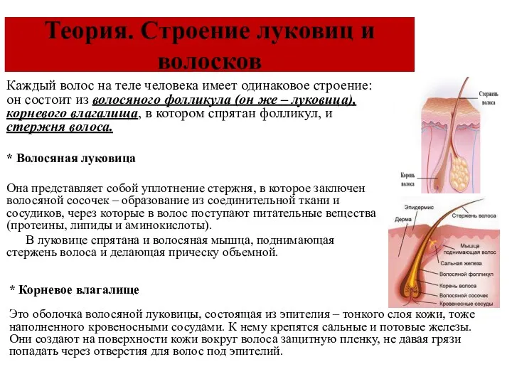 Теория. Строение луковиц и волосков Каждый волос на теле человека