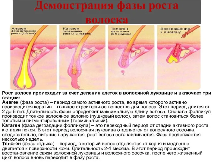 Демонстрация фазы роста волоска Рост волоса происходит за счет деления