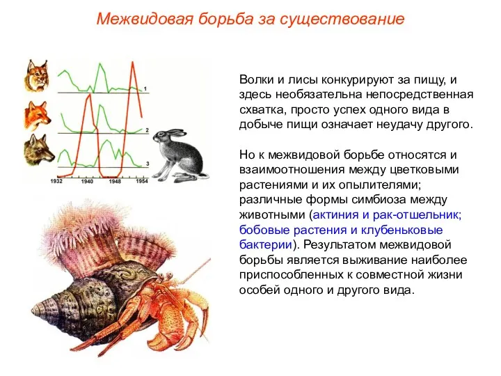 Волки и лисы конкурируют за пищу, и здесь необязательна непосредственная