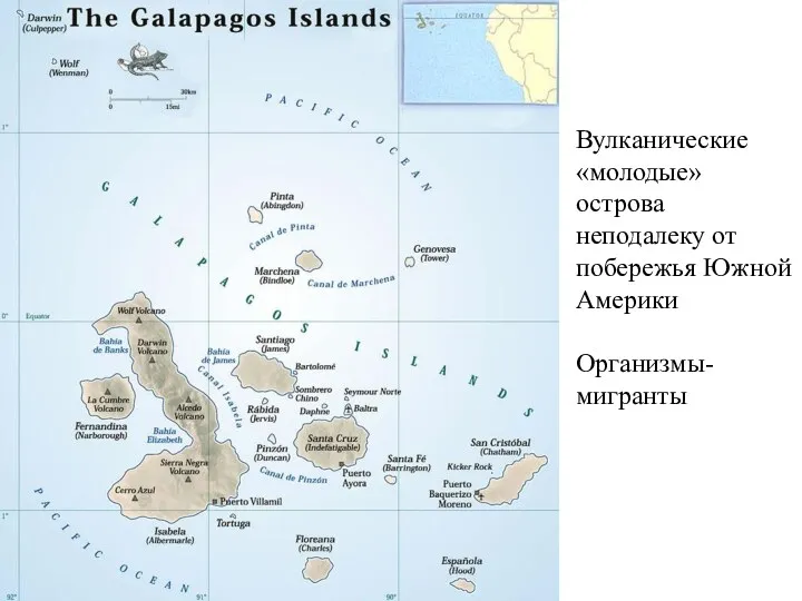Вулканические «молодые» острова неподалеку от побережья Южной Америки Организмы-мигранты