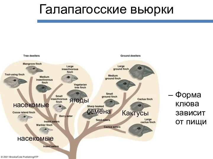 Галапагосские вьюрки Форма клюва зависит от пищи ягоды Кактусы семена