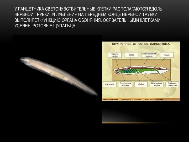 У ЛАНЦЕТНИКА СВЕТОЧУВСТВИТЕЛЬНЫЕ КЛЕТКИ РАСПОЛАГАЮТСЯ ВДОЛЬ НЕРВНОЙ ТРУБКИ. УГЛУБЛЕНИЯ НА