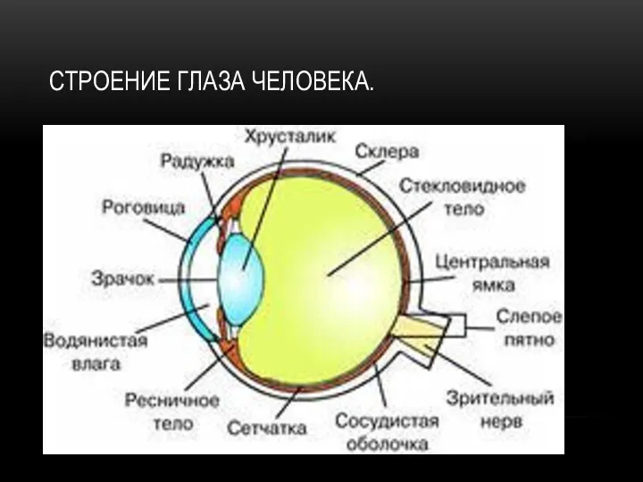 СТРОЕНИЕ ГЛАЗА ЧЕЛОВЕКА.