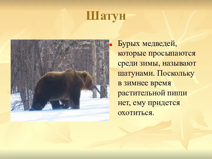Шатун Бурых медведей, которые просыпаются среди зимы, называют шатунами. Поскольку